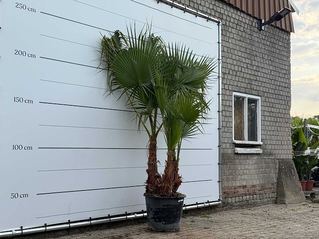Mexicaanse waaierpalm meerstammig - washingtonia robusta - hoogte ca. 250 cm - afbeelding 3 van  5