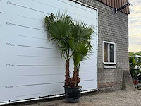 Mexicaanse waaierpalm meerstammig - washingtonia robusta - hoogte ca. 250 cm - afbeelding 3 van  5