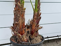 Mexicaanse waaierpalm meerstammig - washingtonia robusta - hoogte ca. 250 cm - afbeelding 4 van  5