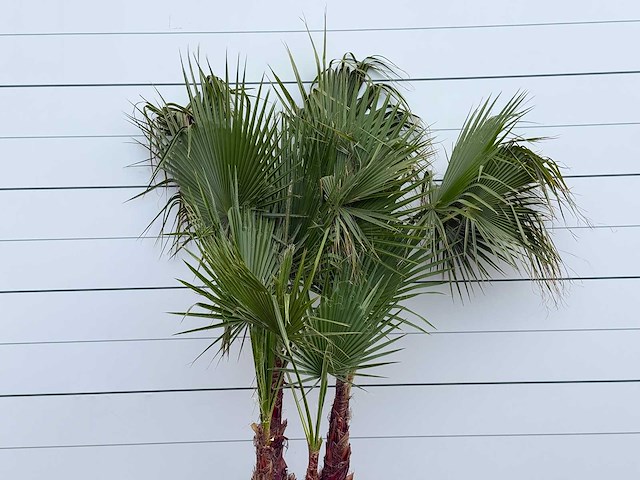 Mexicaanse waaierpalm meerstammig - washingtonia robusta - hoogte ca. 250 cm - afbeelding 5 van  5