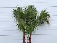 Mexicaanse waaierpalm meerstammig - washingtonia robusta - hoogte ca. 250 cm - afbeelding 5 van  5