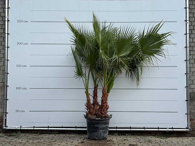 Mexicaanse waaierpalm meerstammig - washingtonia robusta - hoogte ca. 250 cm - afbeelding 1 van  5