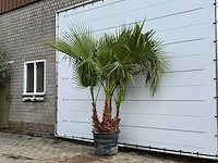 Mexicaanse waaierpalm meerstammig - washingtonia robusta - hoogte ca. 250 cm - afbeelding 2 van  5