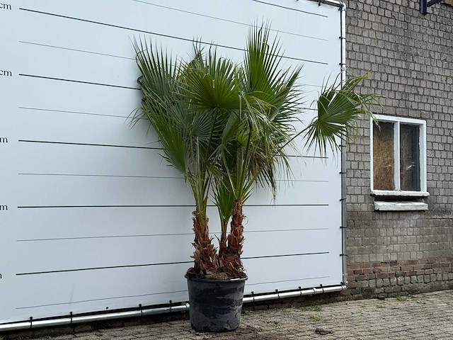 Mexicaanse waaierpalm meerstammig - washingtonia robusta - hoogte ca. 250 cm - afbeelding 3 van  5