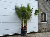 Mexicaanse waaierpalm meerstammig - washingtonia robusta - hoogte ca. 250 cm - afbeelding 3 van  5