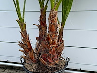 Mexicaanse waaierpalm meerstammig - washingtonia robusta - hoogte ca. 250 cm - afbeelding 4 van  5