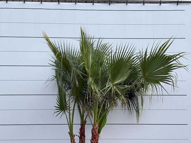 Mexicaanse waaierpalm meerstammig - washingtonia robusta - hoogte ca. 250 cm - afbeelding 5 van  5