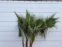 Mexicaanse waaierpalm meerstammig - washingtonia robusta - hoogte ca. 250 cm - afbeelding 5 van  5