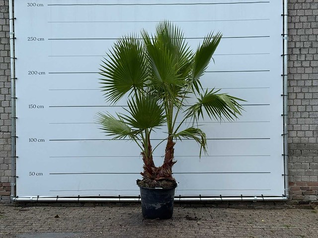Mexicaanse waaierpalm meerstammig - washingtonia robusta - hoogte ca. 250 cm - afbeelding 1 van  5