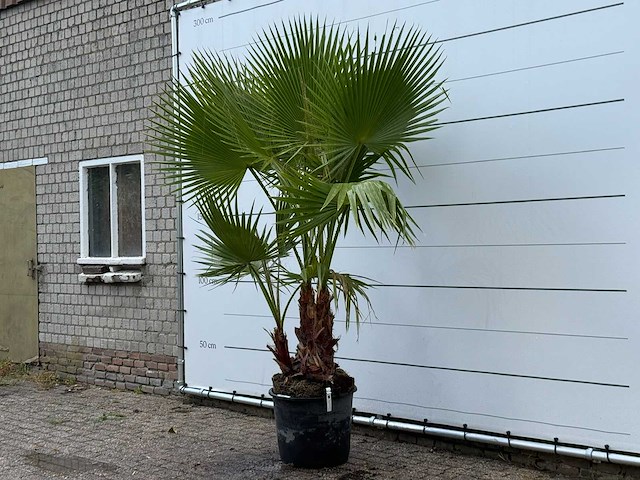 Mexicaanse waaierpalm meerstammig - washingtonia robusta - hoogte ca. 250 cm - afbeelding 2 van  5