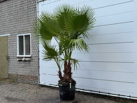 Mexicaanse waaierpalm meerstammig - washingtonia robusta - hoogte ca. 250 cm - afbeelding 2 van  5