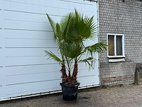 Mexicaanse waaierpalm meerstammig - washingtonia robusta - hoogte ca. 250 cm - afbeelding 3 van  5