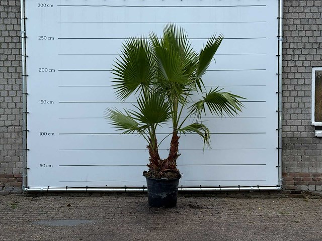 Mexicaanse waaierpalm meerstammig - washingtonia robusta - hoogte ca. 250 cm - afbeelding 4 van  5