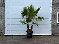 Mexicaanse waaierpalm meerstammig - washingtonia robusta - hoogte ca. 250 cm - afbeelding 4 van  5