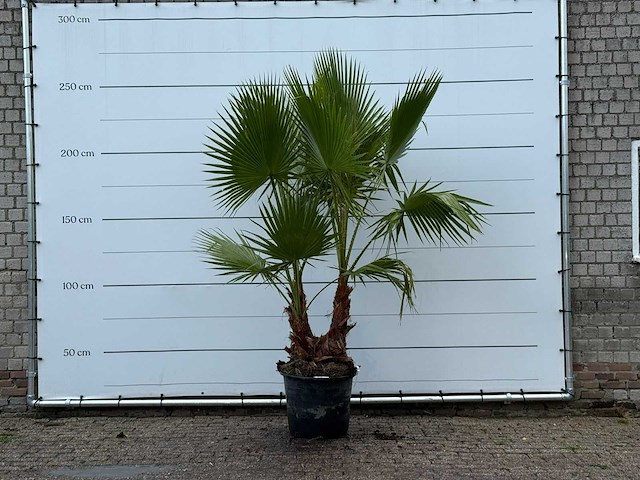 Mexicaanse waaierpalm meerstammig - washingtonia robusta - hoogte ca. 250 cm - afbeelding 5 van  5