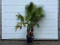 Mexicaanse waaierpalm meerstammig - washingtonia robusta - hoogte ca. 250 cm - afbeelding 1 van  3