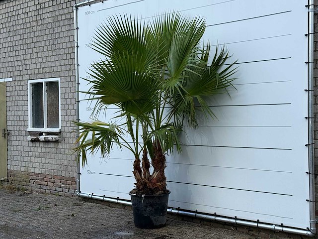 Mexicaanse waaierpalm meerstammig - washingtonia robusta - hoogte ca. 250 cm - afbeelding 2 van  3