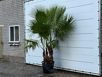 Mexicaanse waaierpalm meerstammig - washingtonia robusta - hoogte ca. 250 cm - afbeelding 2 van  3