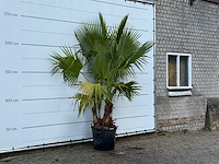 Mexicaanse waaierpalm meerstammig - washingtonia robusta - hoogte ca. 250 cm - afbeelding 3 van  3