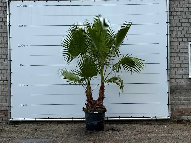 Mexicaanse waaierpalm meerstammig - washingtonia robusta - hoogte ca. 250 cm - afbeelding 1 van  4