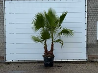 Mexicaanse waaierpalm meerstammig - washingtonia robusta - hoogte ca. 250 cm