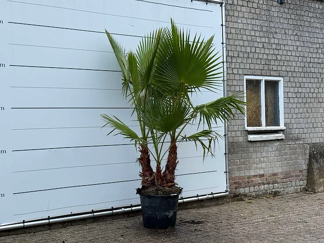 Mexicaanse waaierpalm meerstammig - washingtonia robusta - hoogte ca. 250 cm - afbeelding 2 van  4
