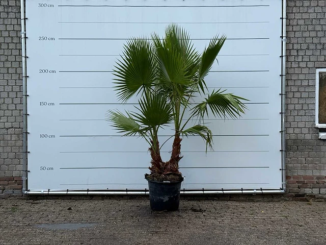 Mexicaanse waaierpalm meerstammig - washingtonia robusta - hoogte ca. 250 cm - afbeelding 3 van  4
