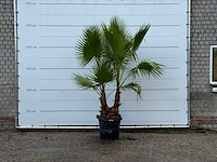 Mexicaanse waaierpalm meerstammig - washingtonia robusta - hoogte ca. 250 cm - afbeelding 3 van  4
