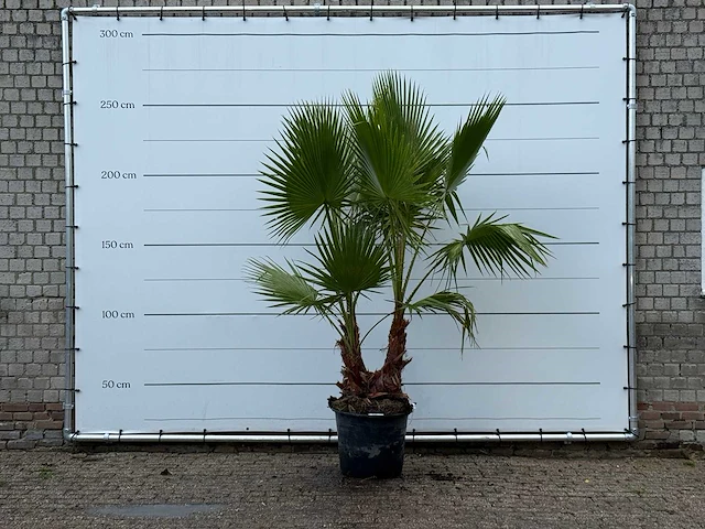 Mexicaanse waaierpalm meerstammig - washingtonia robusta - hoogte ca. 250 cm - afbeelding 4 van  4