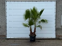 Mexicaanse waaierpalm meerstammig - washingtonia robusta - hoogte ca. 250 cm - afbeelding 4 van  4