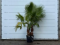 Mexicaanse waaierpalm meerstammig - washingtonia robusta - hoogte ca. 250 cm
