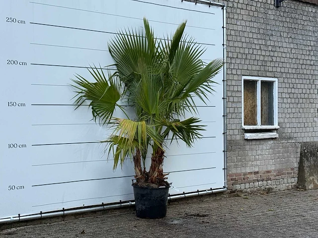 Mexicaanse waaierpalm meerstammig - washingtonia robusta - hoogte ca. 250 cm - afbeelding 3 van  3