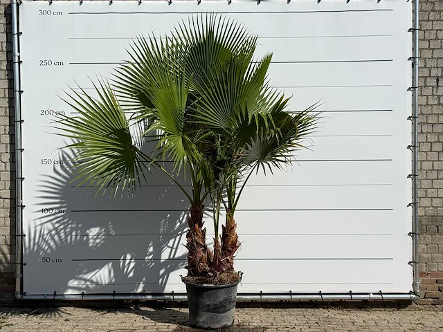 Mexicaanse waaierpalm meerstammig - washingtonia robusta - hoogte ca. 260 cm - afbeelding 1 van  3