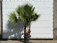 Mexicaanse waaierpalm meerstammig - washingtonia robusta - hoogte ca. 260 cm - afbeelding 1 van  3