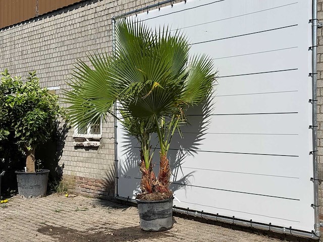 Mexicaanse waaierpalm meerstammig - washingtonia robusta - hoogte ca. 260 cm - afbeelding 2 van  3