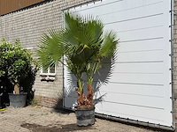 Mexicaanse waaierpalm meerstammig - washingtonia robusta - hoogte ca. 260 cm - afbeelding 2 van  3