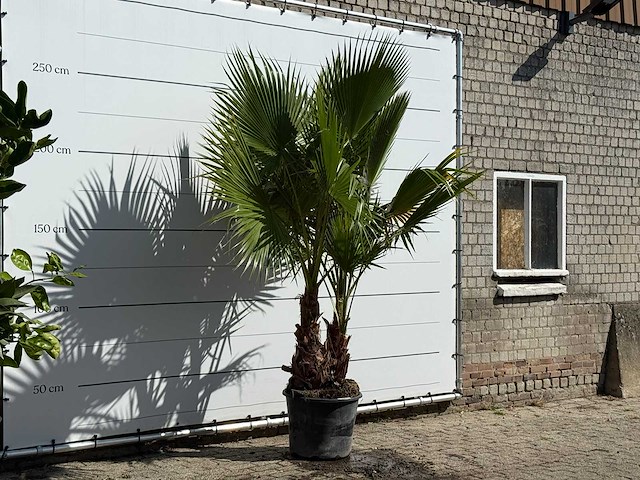 Mexicaanse waaierpalm meerstammig - washingtonia robusta - hoogte ca. 260 cm - afbeelding 3 van  3