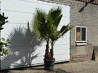 Mexicaanse waaierpalm meerstammig - washingtonia robusta - hoogte ca. 260 cm - afbeelding 3 van  3