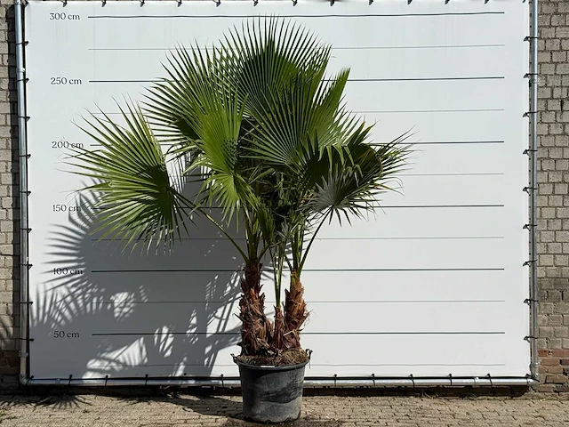 Mexicaanse waaierpalm meerstammig - washingtonia robusta - hoogte ca. 270 cm - afbeelding 1 van  3