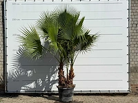 Mexicaanse waaierpalm meerstammig - washingtonia robusta - hoogte ca. 270 cm