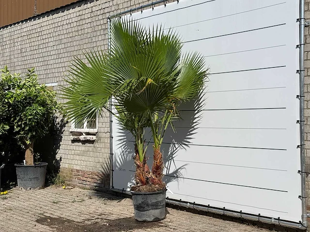 Mexicaanse waaierpalm meerstammig - washingtonia robusta - hoogte ca. 270 cm - afbeelding 2 van  3