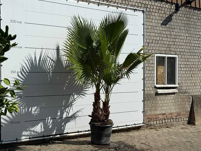 Mexicaanse waaierpalm meerstammig - washingtonia robusta - hoogte ca. 270 cm - afbeelding 3 van  3