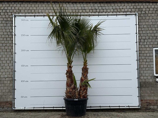 Mexicaanse waaierpalm meerstammig - washingtonia robusta - hoogte ca. 280 cm - afbeelding 1 van  5