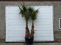 Mexicaanse waaierpalm meerstammig - washingtonia robusta - hoogte ca. 280 cm - afbeelding 1 van  5