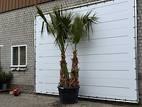 Mexicaanse waaierpalm meerstammig - washingtonia robusta - hoogte ca. 280 cm - afbeelding 2 van  5