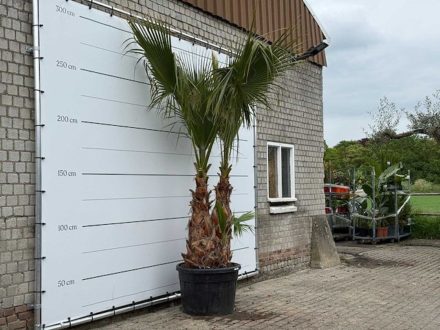 Mexicaanse waaierpalm meerstammig - washingtonia robusta - hoogte ca. 280 cm - afbeelding 3 van  5