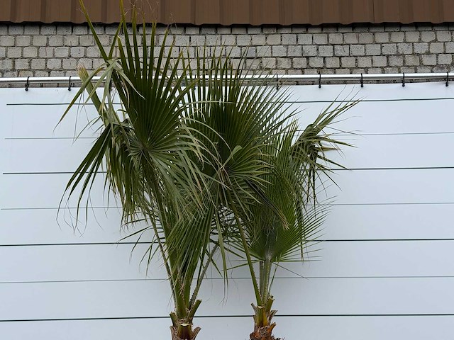 Mexicaanse waaierpalm meerstammig - washingtonia robusta - hoogte ca. 280 cm - afbeelding 4 van  5