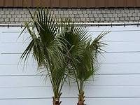 Mexicaanse waaierpalm meerstammig - washingtonia robusta - hoogte ca. 280 cm - afbeelding 4 van  5