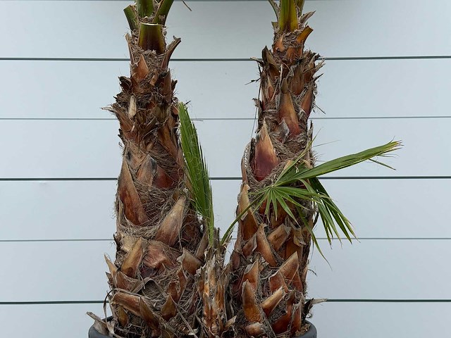Mexicaanse waaierpalm meerstammig - washingtonia robusta - hoogte ca. 280 cm - afbeelding 5 van  5