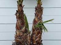 Mexicaanse waaierpalm meerstammig - washingtonia robusta - hoogte ca. 280 cm - afbeelding 5 van  5